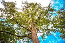 Best Storm Damage Tree Cleanup  in Stratford, CA