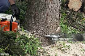 Best Tree Removal  in Stratford, CA