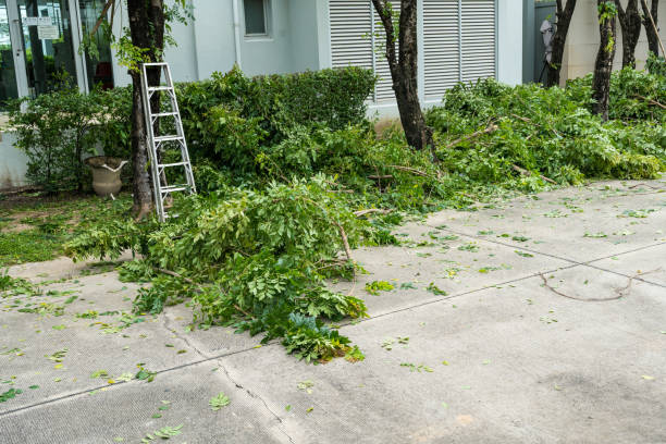 Best Utility Line Clearance  in Stratford, CA