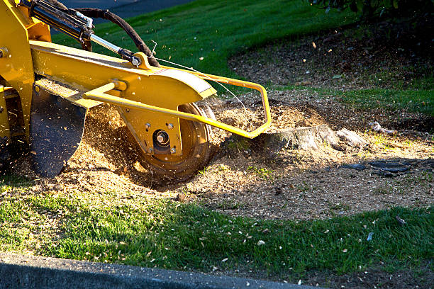 Best Artificial Turf Installation  in Stratford, CA